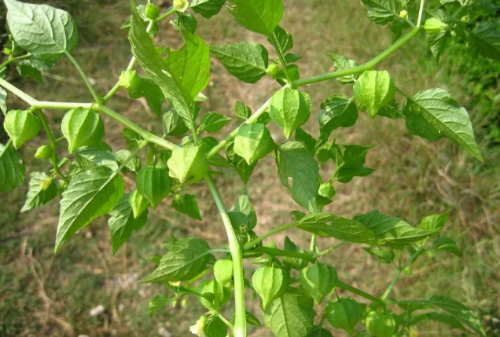 1602757369267872.png 1.png